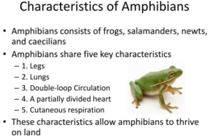 characteristics of amphibian