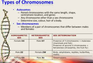 types of chromosomes