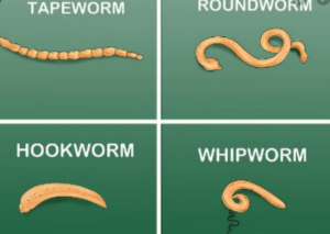 Types of worm