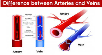 What is Difference between Arteries and Veins?