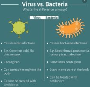 difference between virus and bacteria