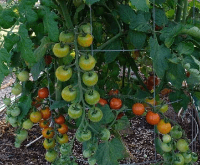 Difference between Common Tomato and Tree Tomato?