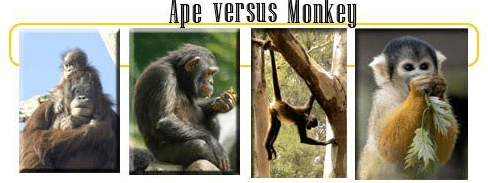 Difference between Monkey and Ape