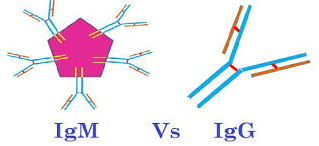 Differences between IGG and IGM