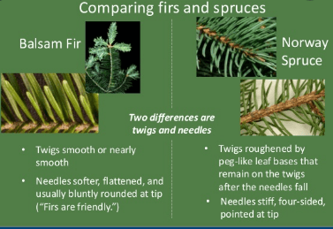 Differences between Pine and Fir