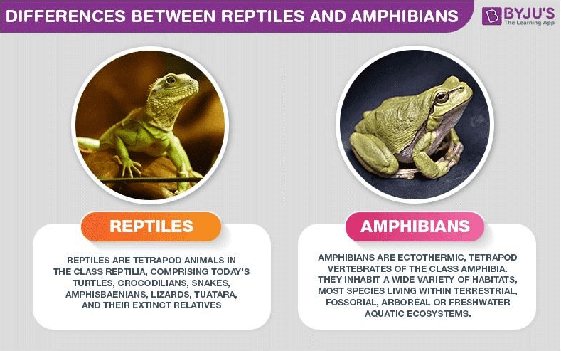 Difference between Reptiles and Amphibians