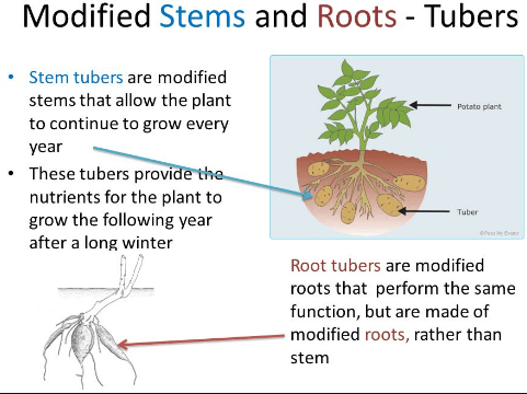 Difference between Root and Tuber