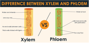 Differences between Xylem and Phloem