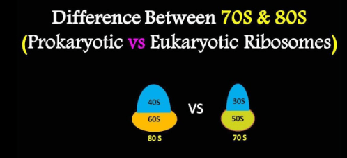 Difference Between 70S and 80S Ribosomes