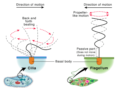 Difference Between Cilia And Flagella