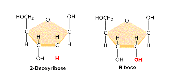 Difference Between Deoxyribose And Ribose