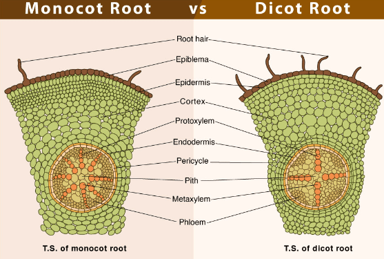 Difference Between Dicot And Monocot Root