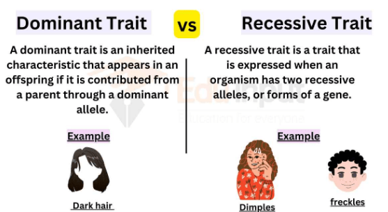 Difference Between Dominant and Recessive Traits 