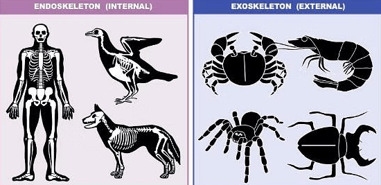 Difference Between Endoskeleton And Exoskeleton