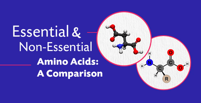 Difference Between Essential and Nonessential amino acids