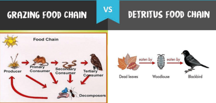 Difference Between Grazing and Detritus Food Chain