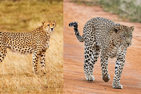 Difference Between Leopard and Cheetah