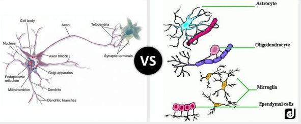 Difference Between Neurons and Neuroglia