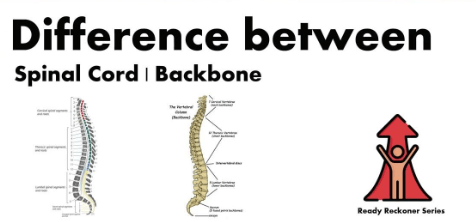 Difference Between Spinal Cord and Backbone