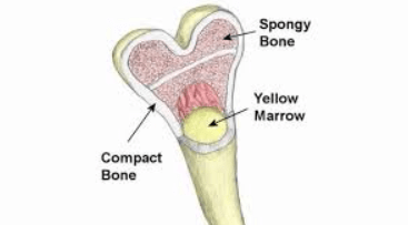 Difference Between Spongy and Compact Bones