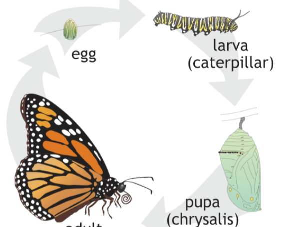 Difference between Larva and Pupa