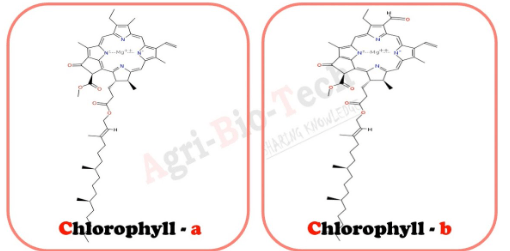 Differences Between Chlorophyll a and Chlorophyll b