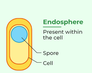 Endospore 