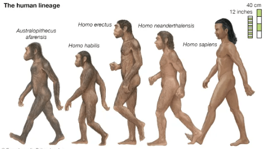 Facts about Evolution