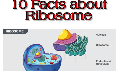 Facts about Ribosomes