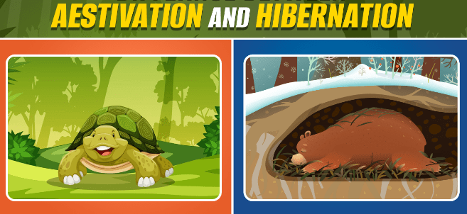 difference between aestivation and hibernation