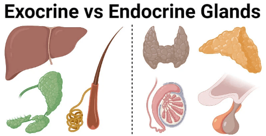 exocrine glands vs endocrine glands